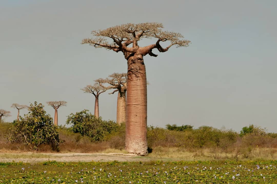 Baobab Tree