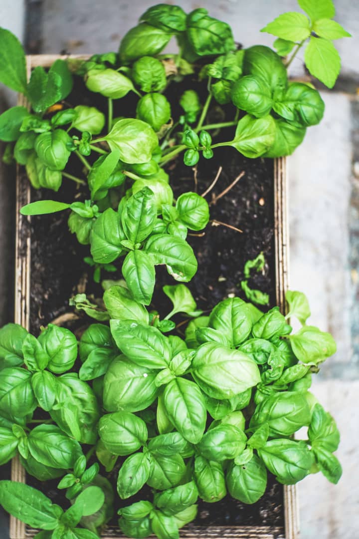 Basil Leaf