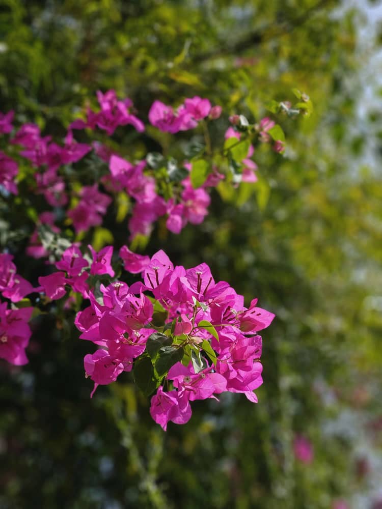 Bougainvillea Flower