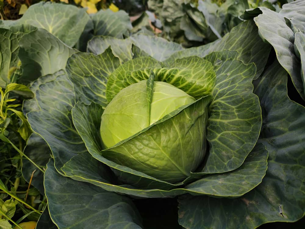 Cabbage Plant