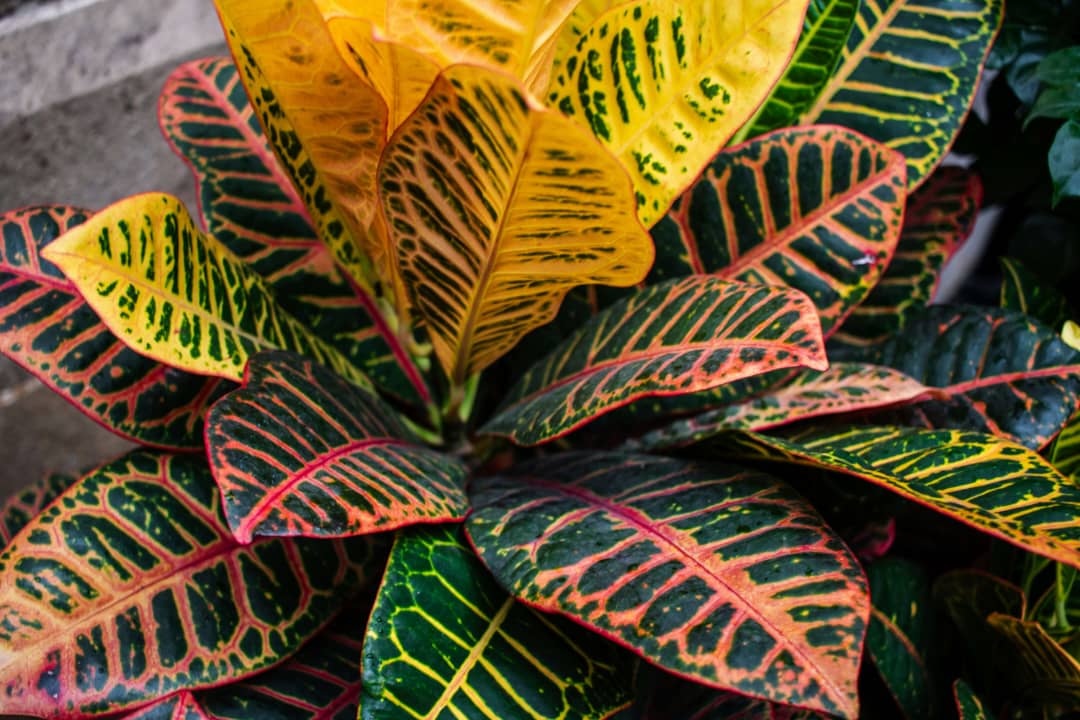 Croton Flower