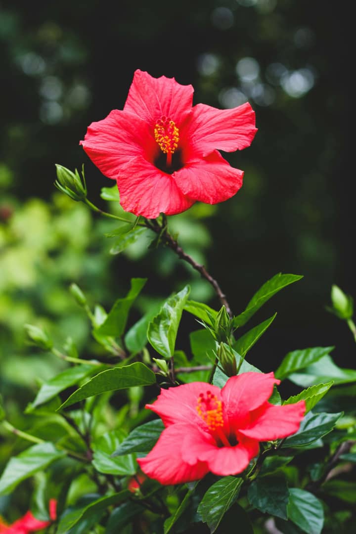Hibiscus Flower