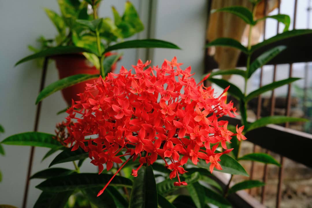 Ixora Flower