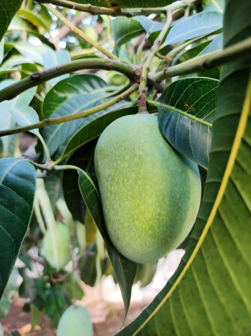 Mango Tree