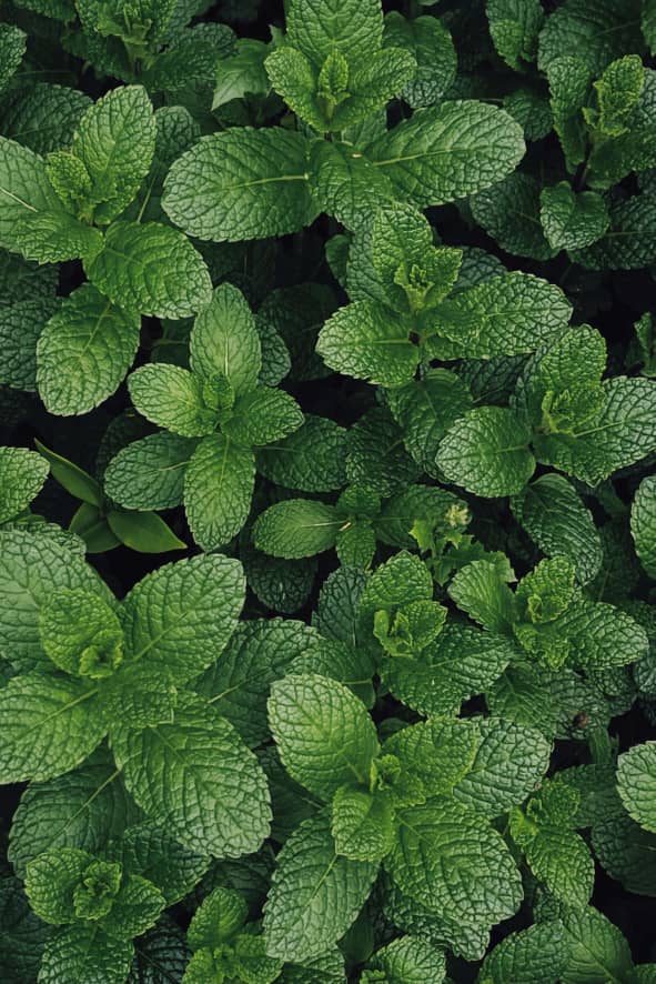 Mint Leaf