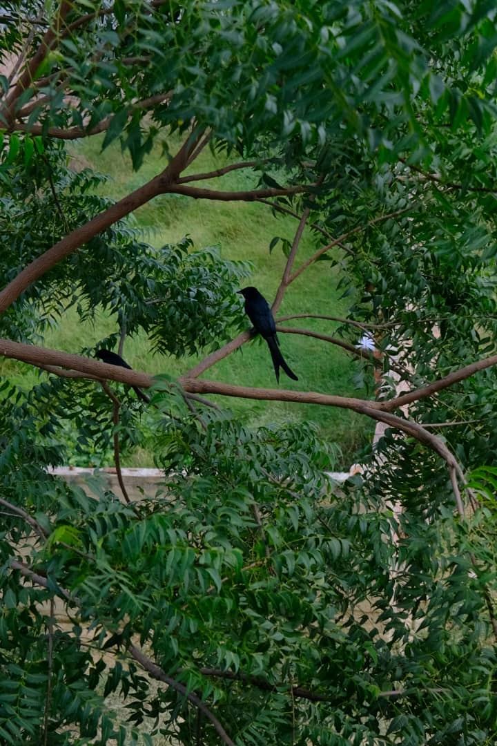 Neem Tree