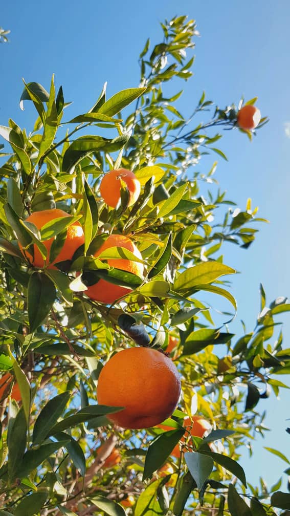 Orange Tree