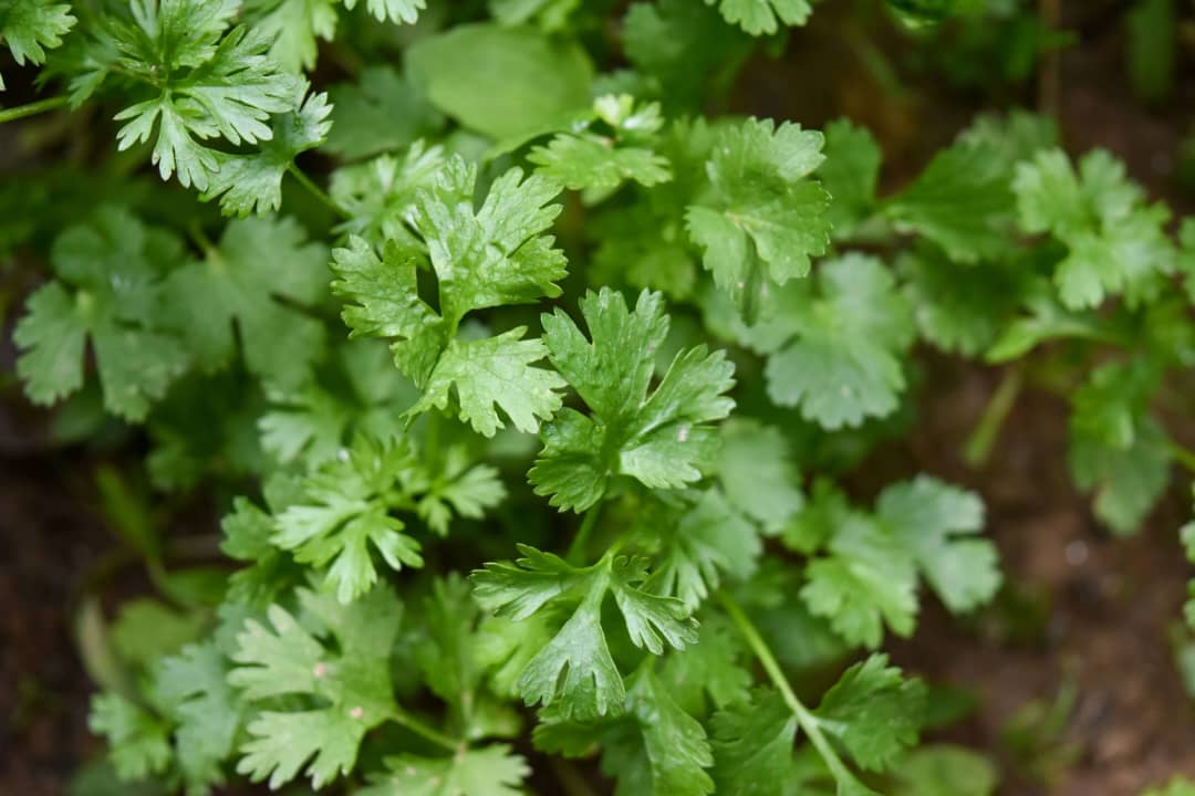 Parsley Leaf