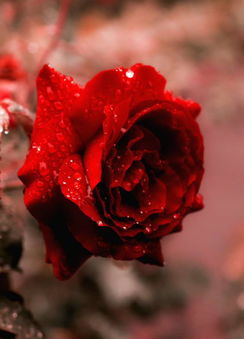 Rose Flower