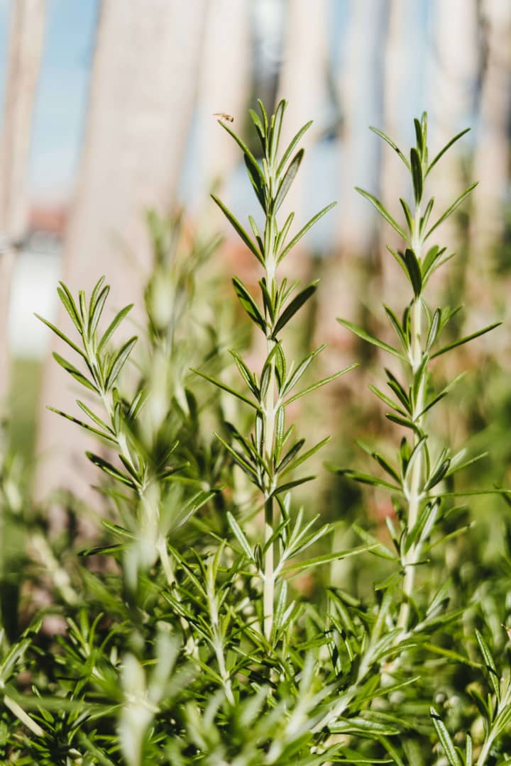 Rosemary Plant