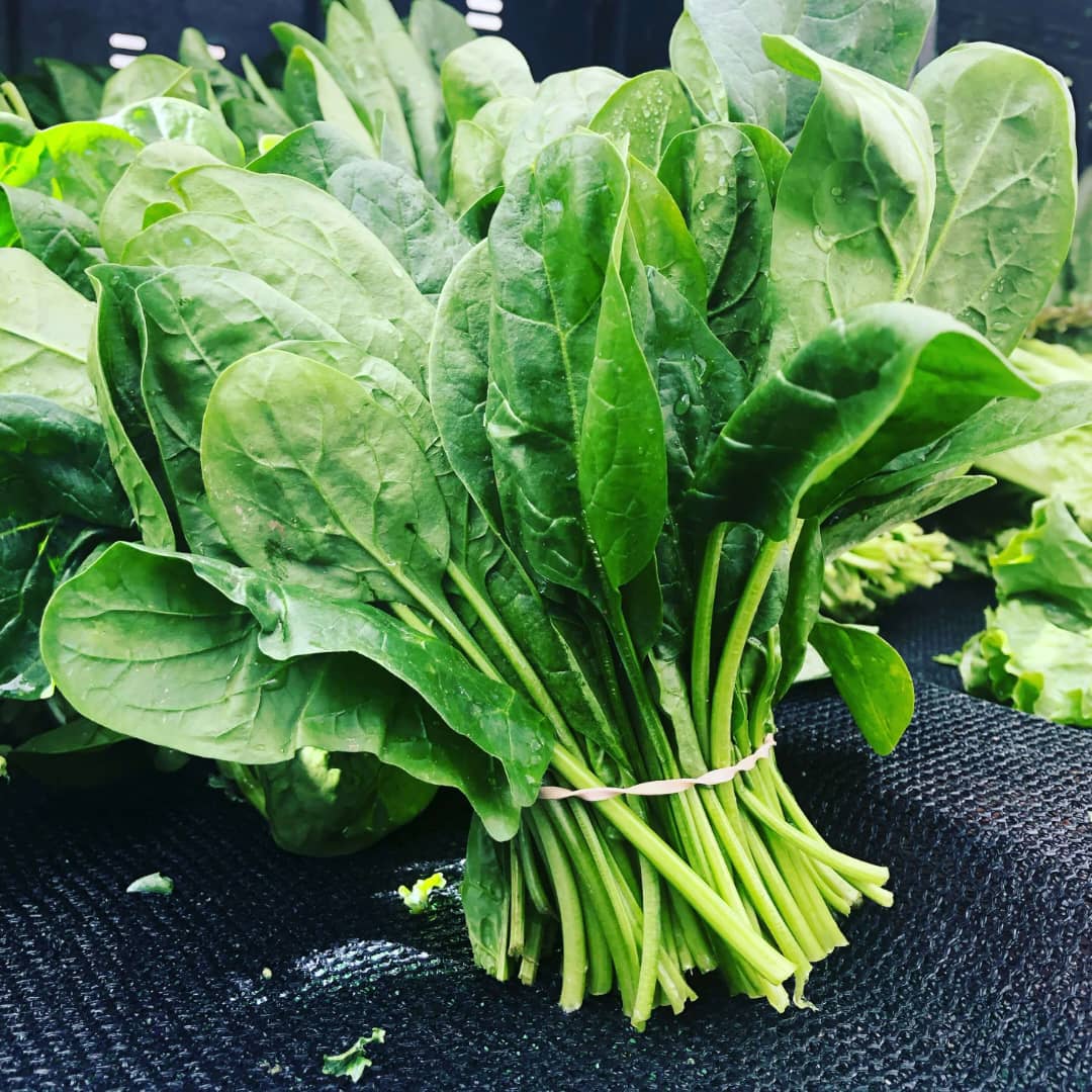 Spinach leaf