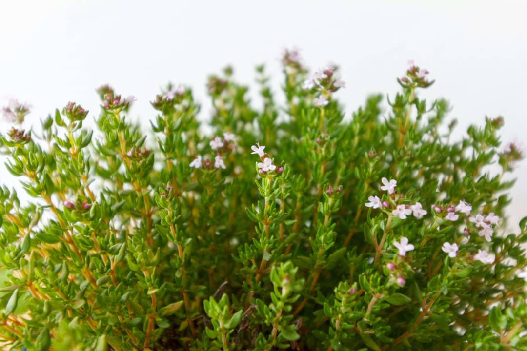 Thyme Plant