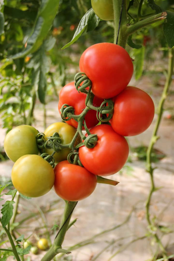 Tomato Fruit